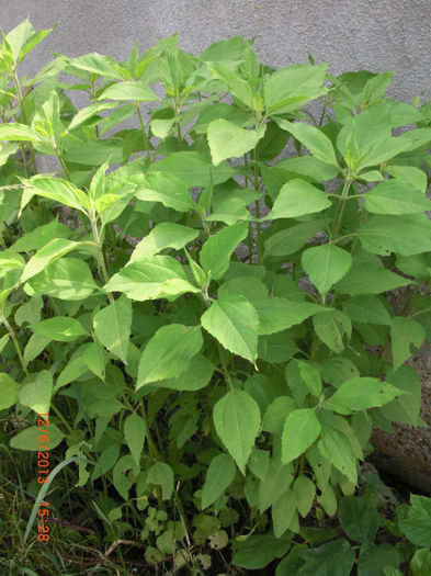 napi - Gradina Casa si Plante Rare sau Deosebite pentru Sanatate
