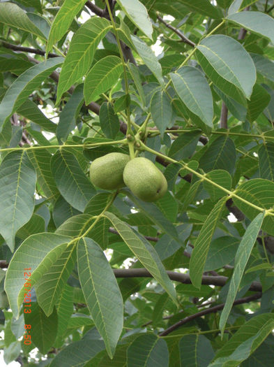 nuci uriase - Gradina Casa si Plante Rare sau Deosebite pentru Sanatate
