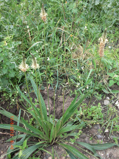 patlagina ingusta - Gradina Casa si Plante Rare sau Deosebite pentru Sanatate