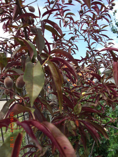 piersic ornamental - Gradina Casa si Plante Rare sau Deosebite pentru Sanatate