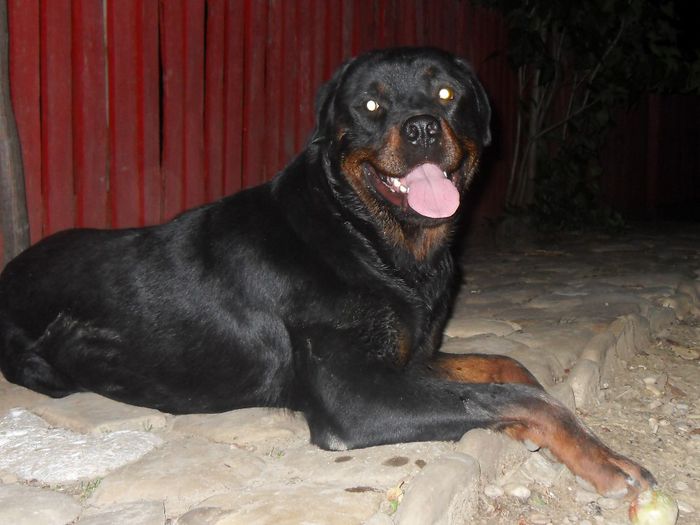 ROKY - ROTTWEILER PENTRU MONTA