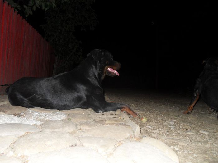 ROKY - ROTTWEILER PENTRU MONTA