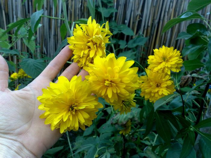 rudbeckia laciniata goldquelle_ 5 lei Epuizat