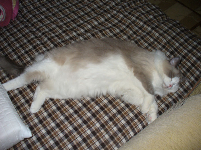 Pisicuta fiicei mele