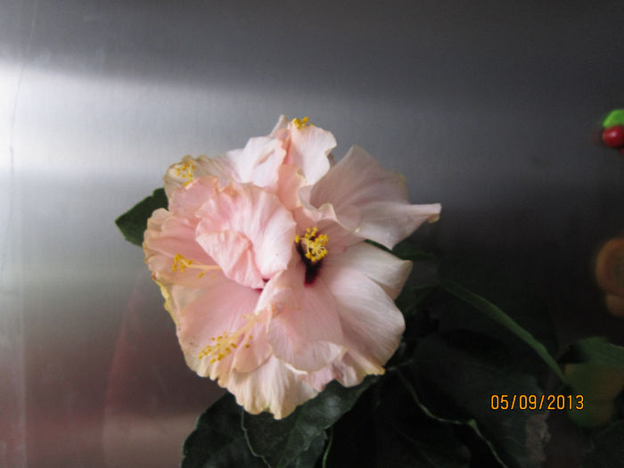 roz cu galben - hibiscus