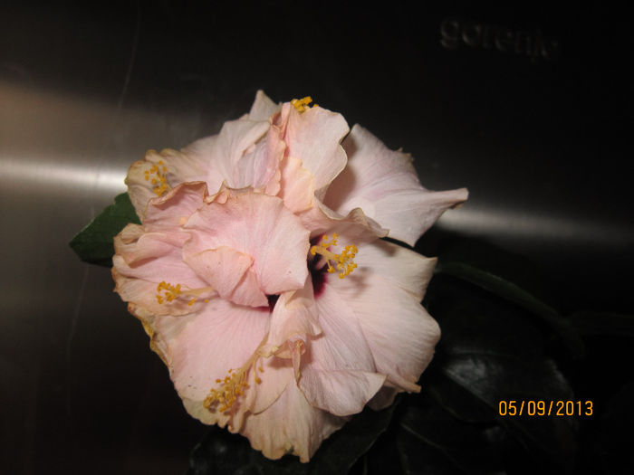 IMG_1844 - hibiscus