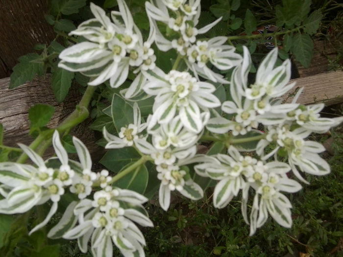 Fotografie6883 - talmes-balmes 2013