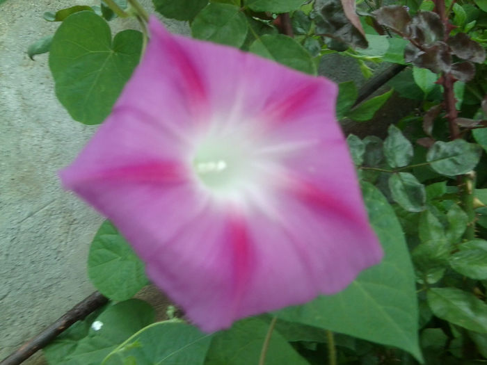 Fotografie6886 - talmes-balmes 2013