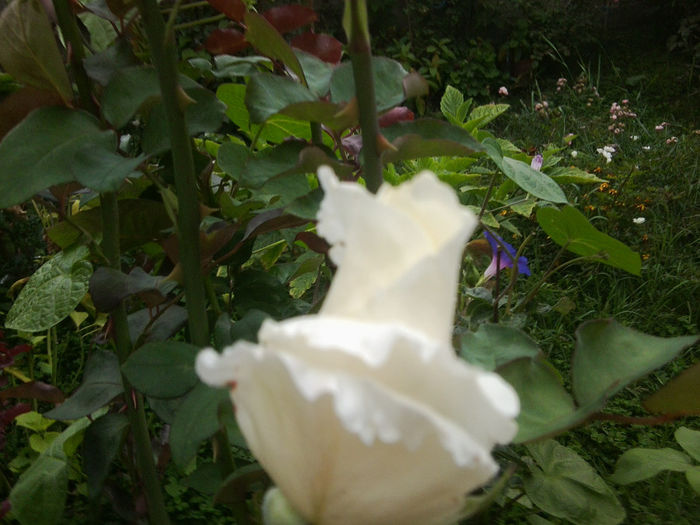 Fotografie6888 - talmes-balmes 2013