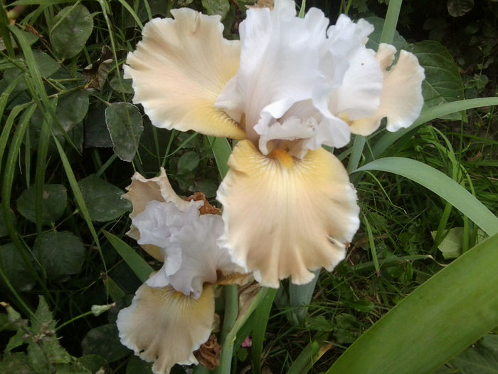 Fotografie6890 - talmes-balmes 2013