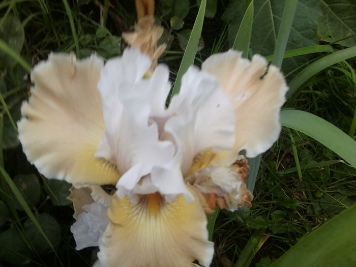 Fotografie6891 - talmes-balmes 2013