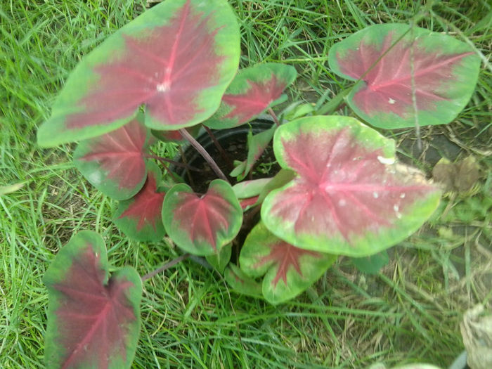 Fotografie6897 - talmes-balmes 2013