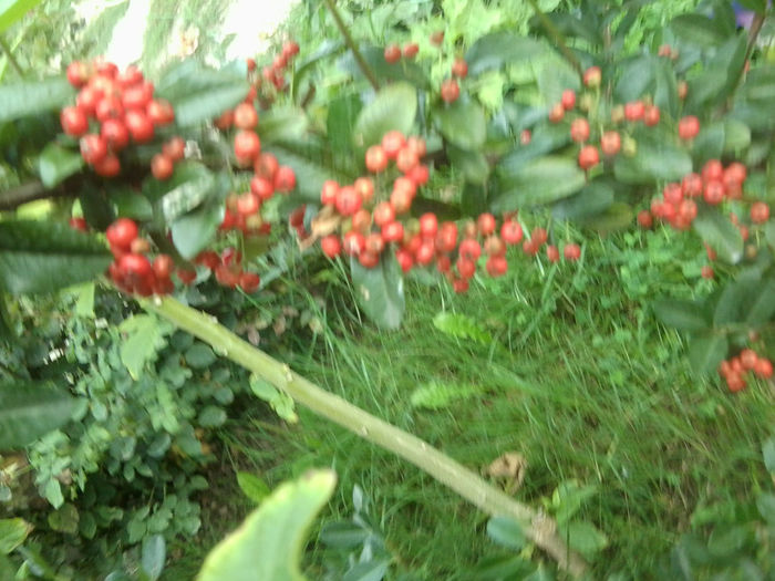 Fotografie6900 - talmes-balmes 2013