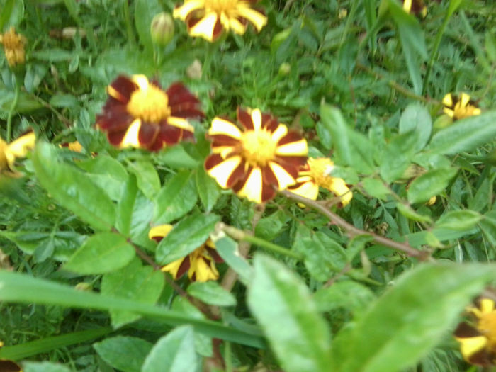 Fotografie6903 - talmes-balmes 2013