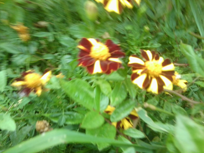 Fotografie6904 - talmes-balmes 2013