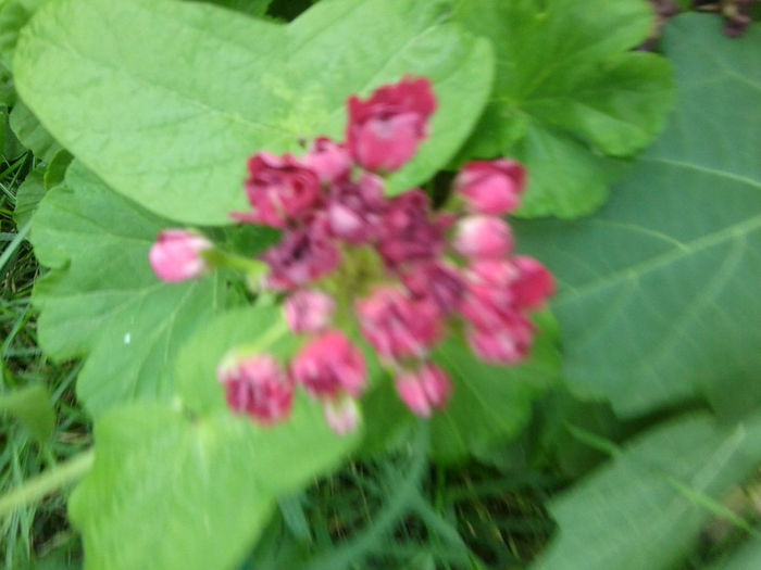 Fotografie6912 - talmes-balmes 2013