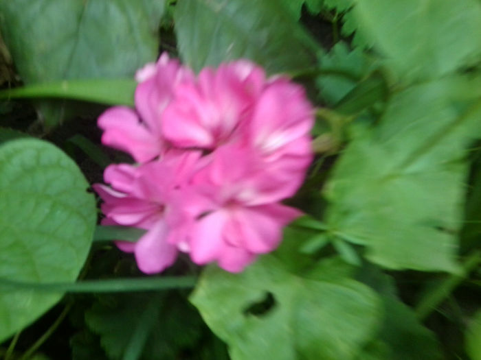 Fotografie6913 - talmes-balmes 2013