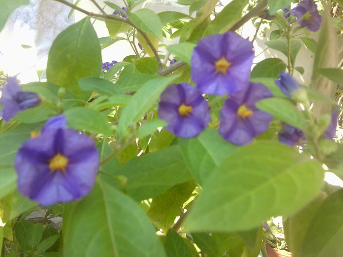 gentiana mov - talmes-balmes 2013