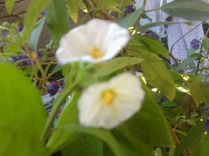 gentiana alba - talmes-balmes 2013