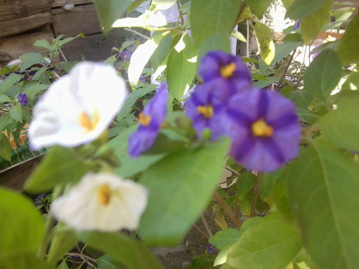 Fotografie6917 - talmes-balmes 2013