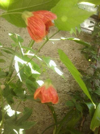 Fotografie6925 - talmes-balmes 2013