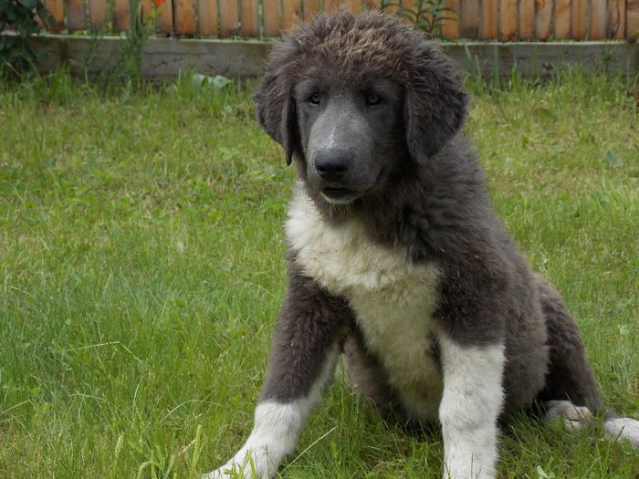 Cora 4 luni - Cora - DE Vanzare