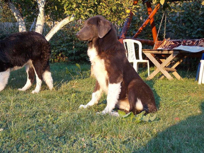 Cora 7 luni - Cora - DE Vanzare