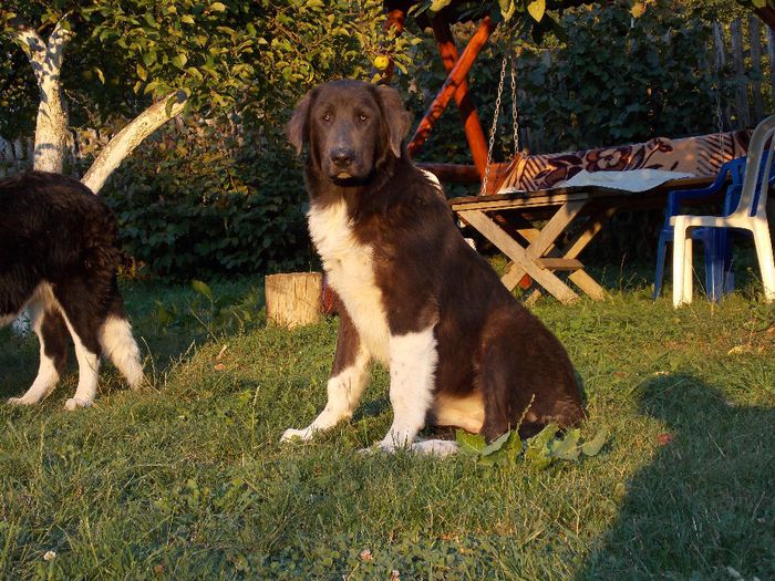 DSCN3821 - Cora - DE Vanzare