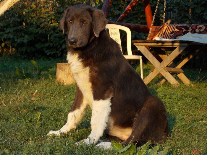 Cora 7 luni - Cora - DE Vanzare