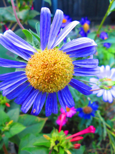 IMG_4581 - SEPTEMBRIE 2013