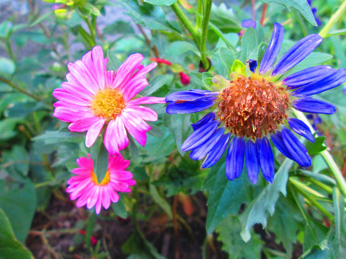 IMG_4583 - SEPTEMBRIE 2013