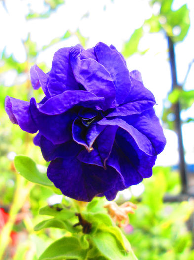 IMG_4585 - SEPTEMBRIE 2013