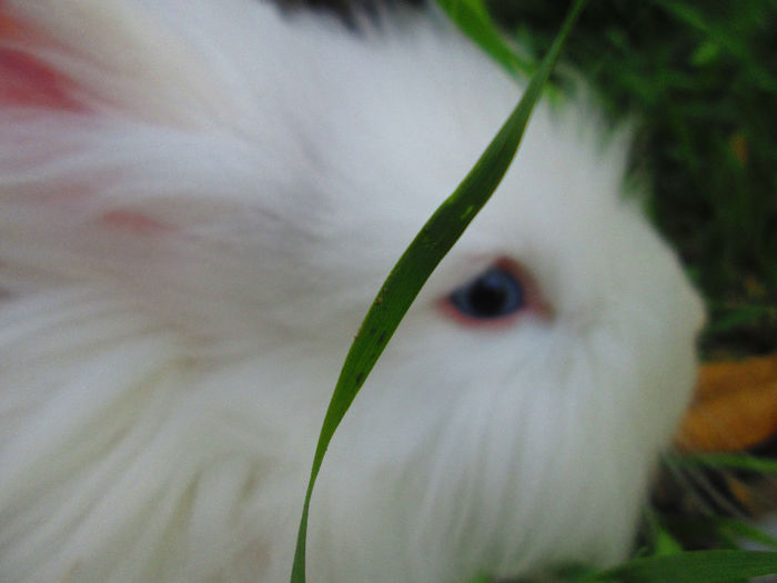 nascut de 1 mai 2013