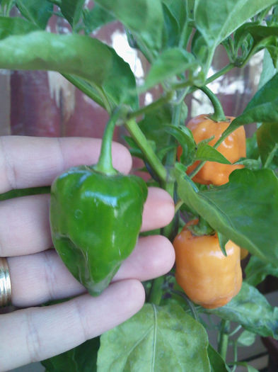 IMG1302 - Habanero Orange 2013