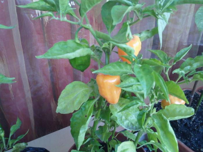 IMG1304 - Habanero Orange 2013