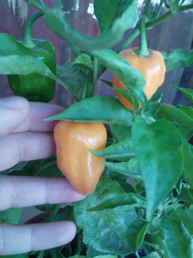 IMG1305 - Habanero Orange 2013