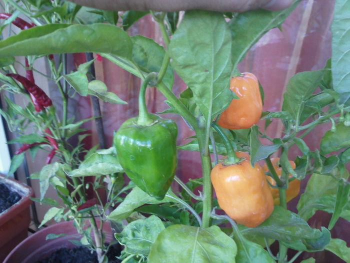 IMG1310 - Habanero Orange 2013