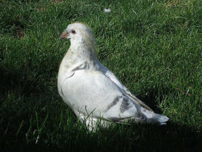 DSC03632 - 3-ALBASTRU AZUR-2013