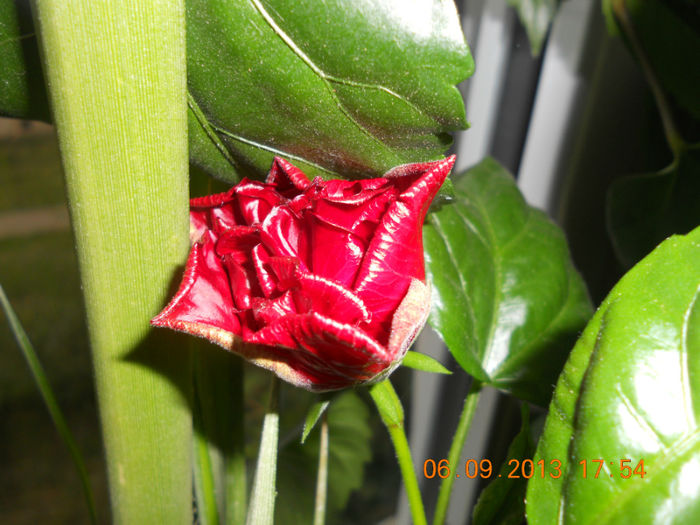 DSCN4146 - Hibi 2012-2013-2014