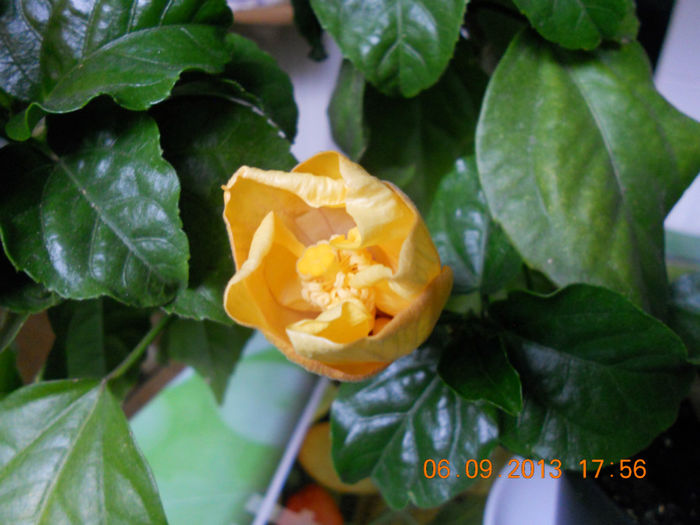 DSCN4150 - Hibi 2012-2013-2014