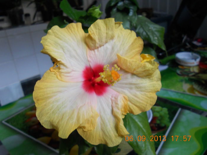 DSCN4151 - Hibi 2012-2013-2014