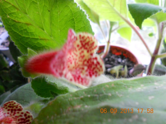 DSCN4155 - Kohleria