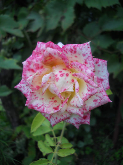 DSCN8312