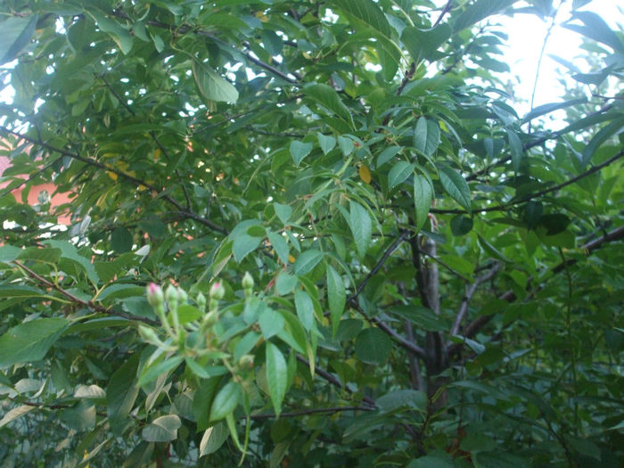 DSCF2728