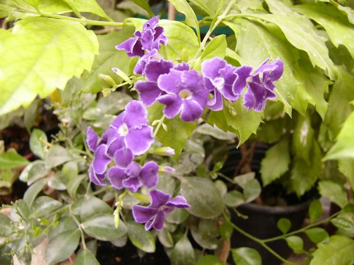 Duranta Repens