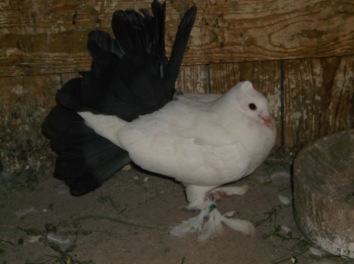 DSCF0402 - Pava Indian albi si albi cu coada neagra