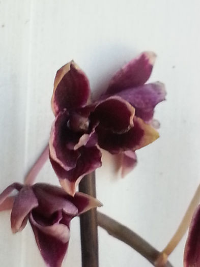 aceiasi prima orhidee - mari reduceri