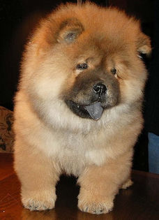 e521e22bdc95b53373119a5b35cf187e - z-Chow Chow