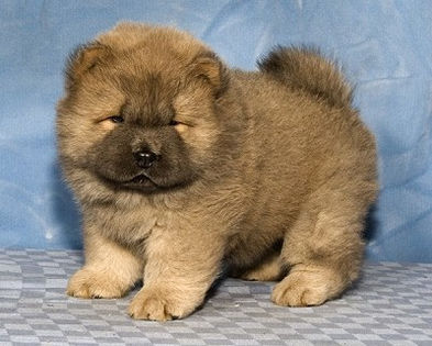 pic193852_caine_Chow_Chow - z-Chow Chow