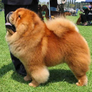 chow-chow_102